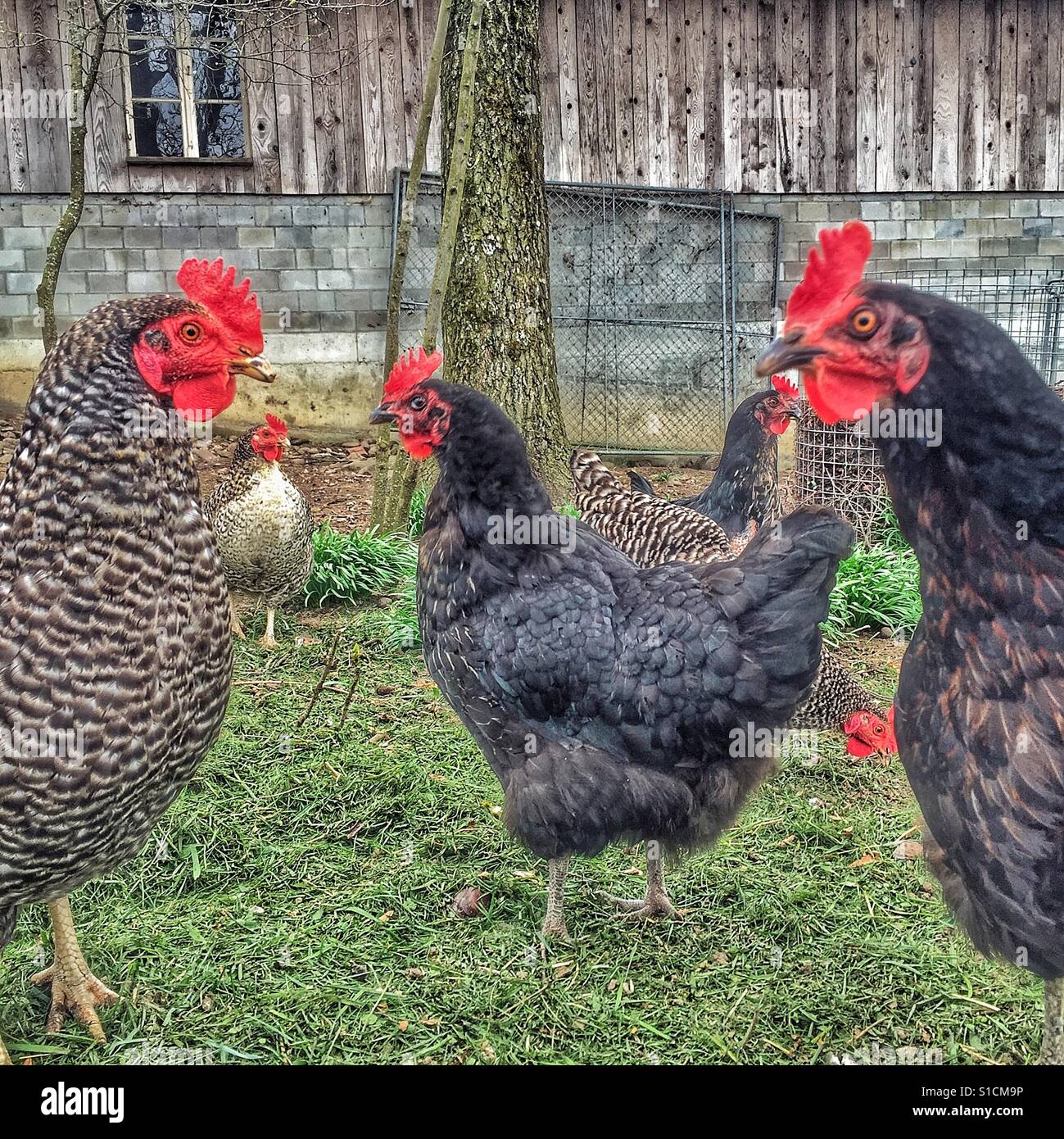 Freilandhühnern Stockfoto
