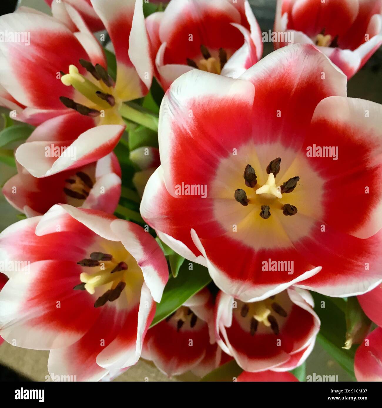 Lilien zu öffnen Stockfoto