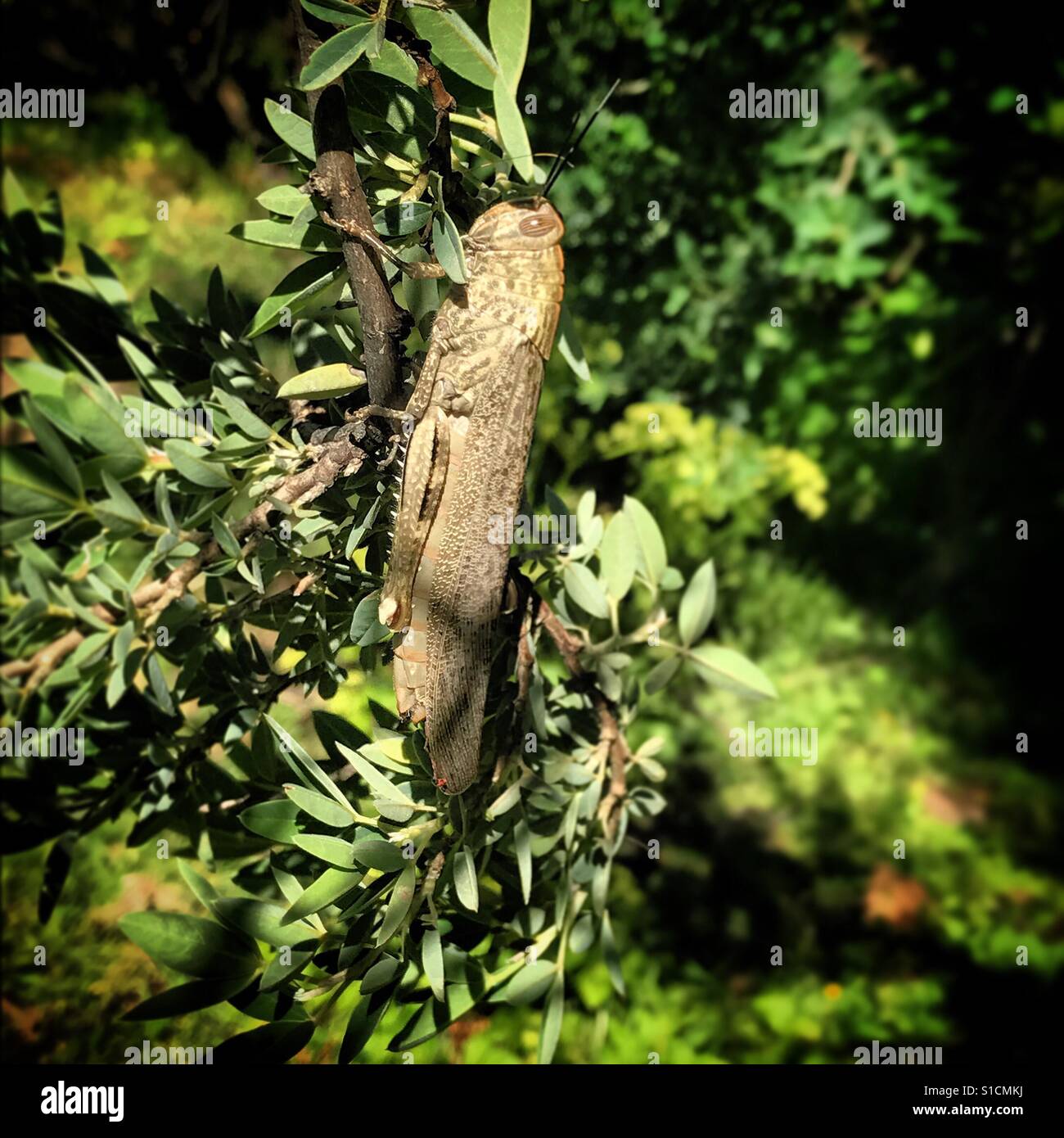Eine Heuschrecke Perchs auf einem Baum im Prado del Rey, Sierra de Cadiz, Andalusien, Spanien - Smartphone-aufgenommenes Stockfoto