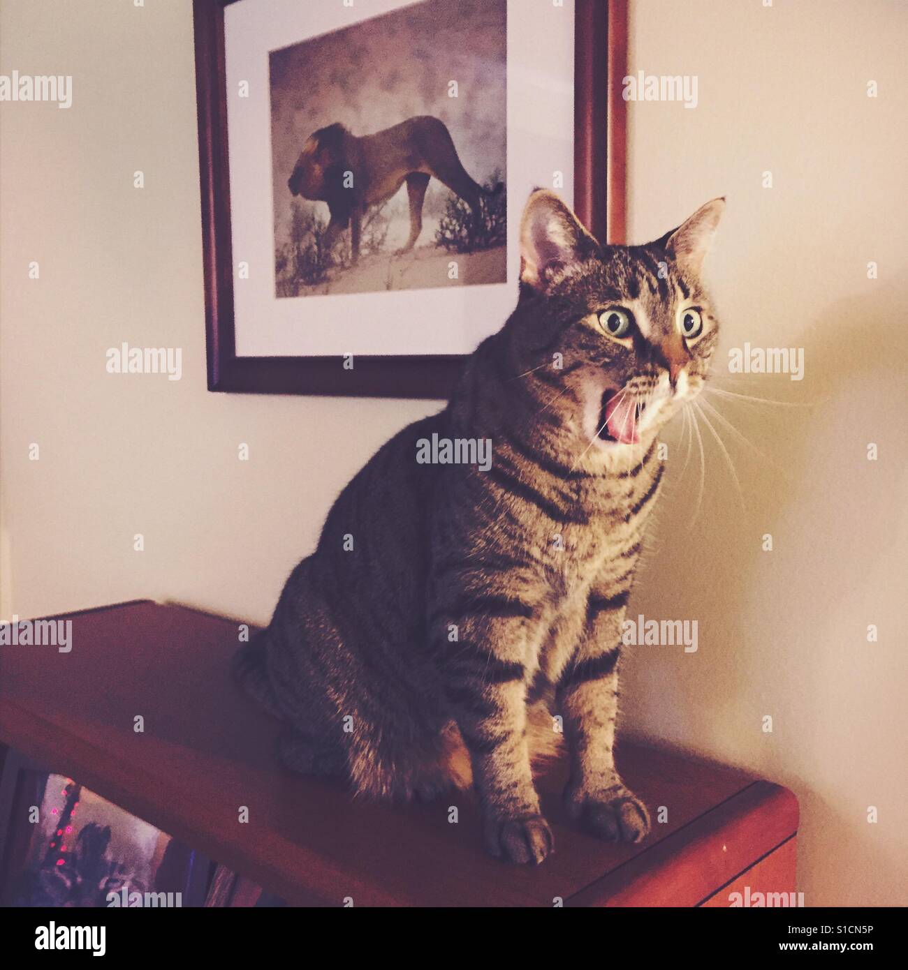Kitty brüllen Stockfoto