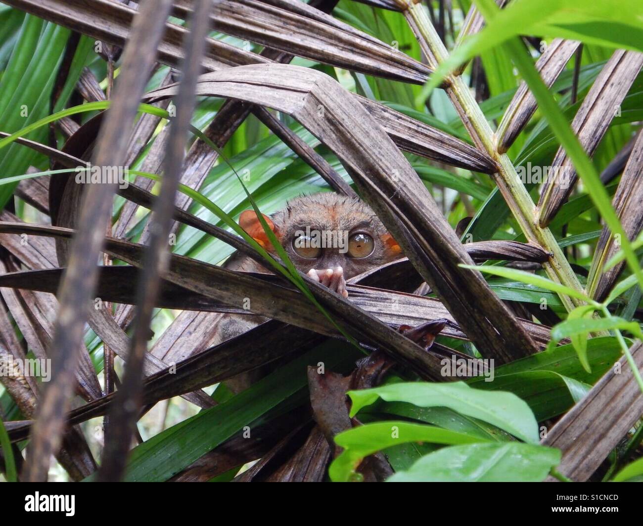 Koboldmaki Primas in Bohol Island, Philippinen-Heiligtum. Stockfoto