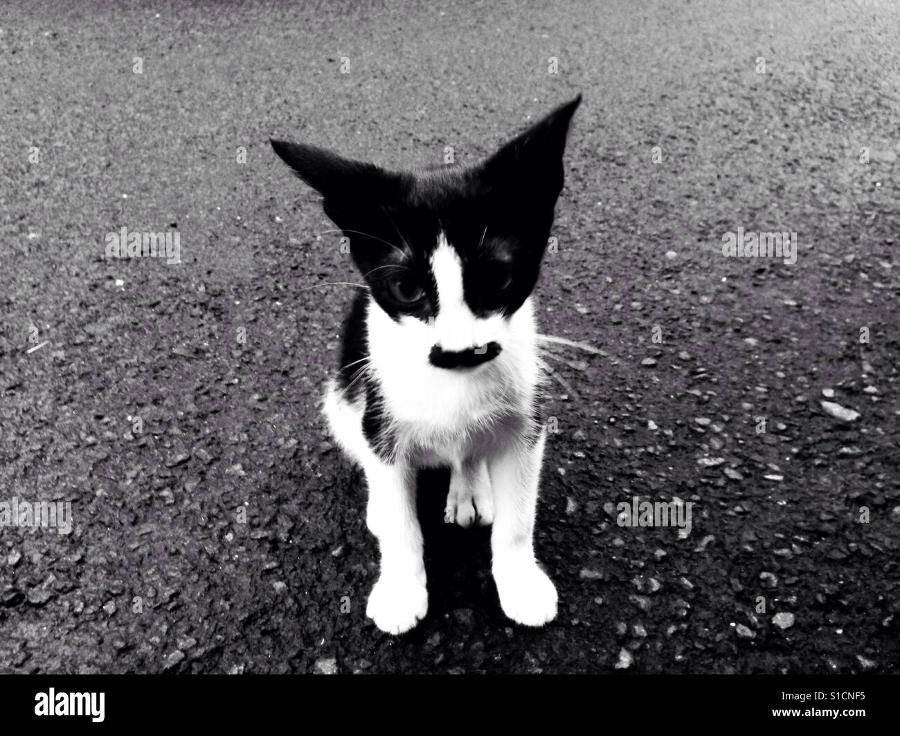 Arme kleine Straße Katze - schwarz / weiß Stockfoto