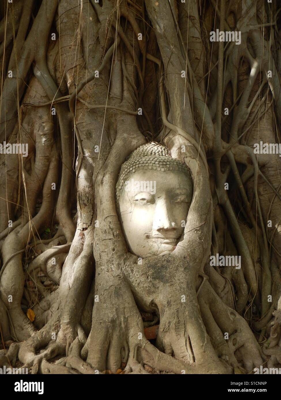 Buddha-Kopf im Feigenbaum Mahathat Tempel, Ayutthaya, Thailand. Stockfoto