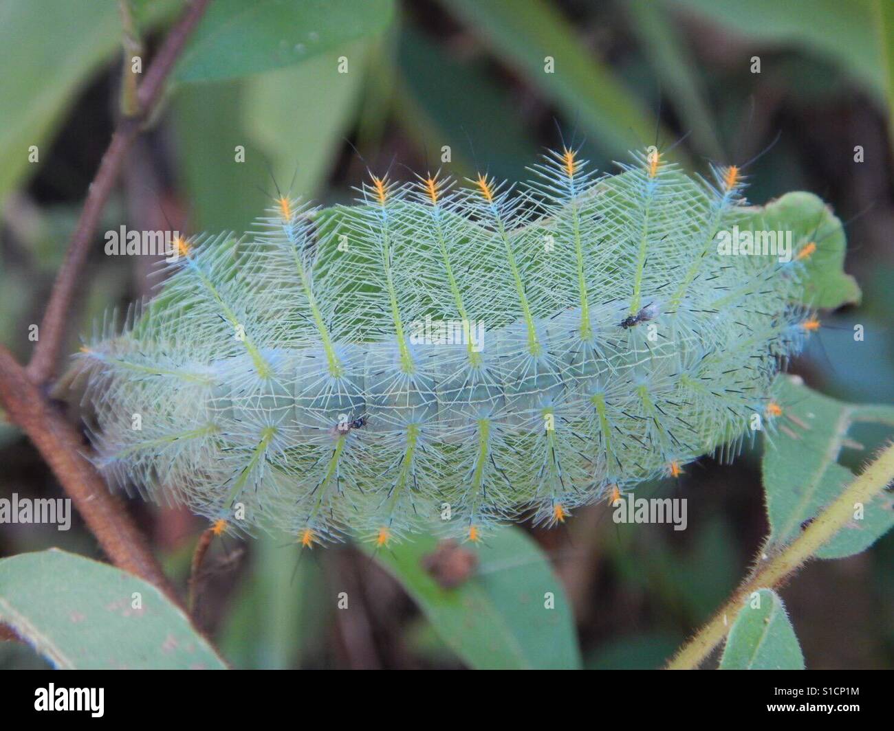 Caterpillar in Chiang Mai, Thailand Stockfoto
