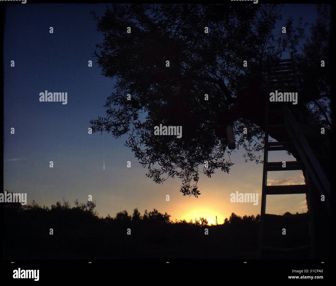 Zum Jahresende ein Tag Rebschnitt Olive Bäume, Katalonien, Spanien. - Smartphone-aufgenommenes Stockfoto