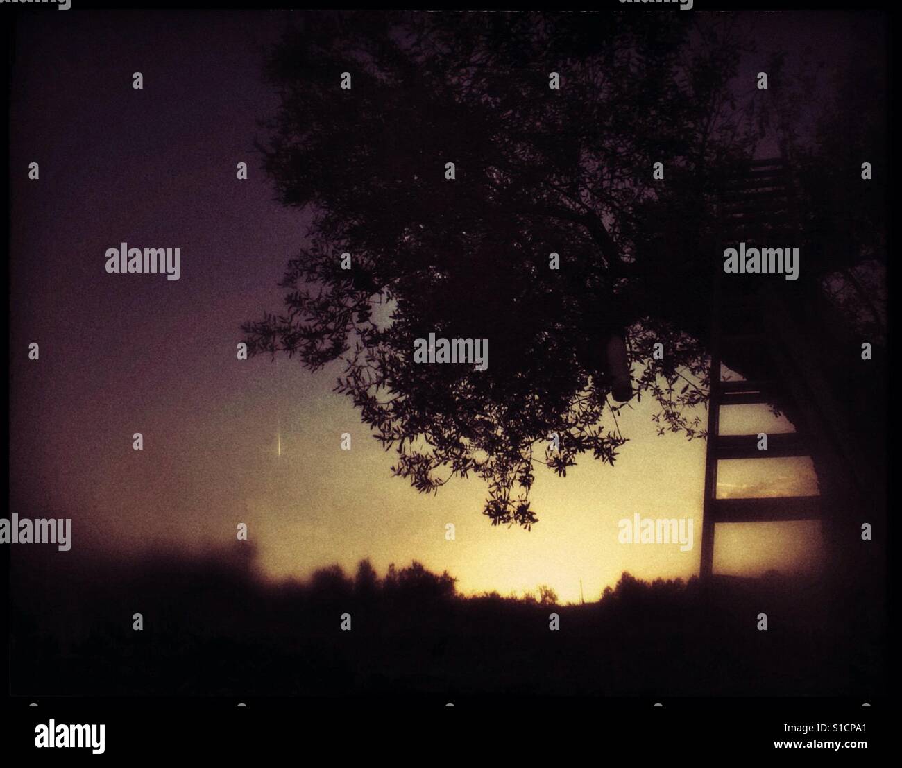 Zum Jahresende ein Tag Rebschnitt Olive Bäume, Katalonien, Spanien. - Smartphone-aufgenommenes Stockfoto