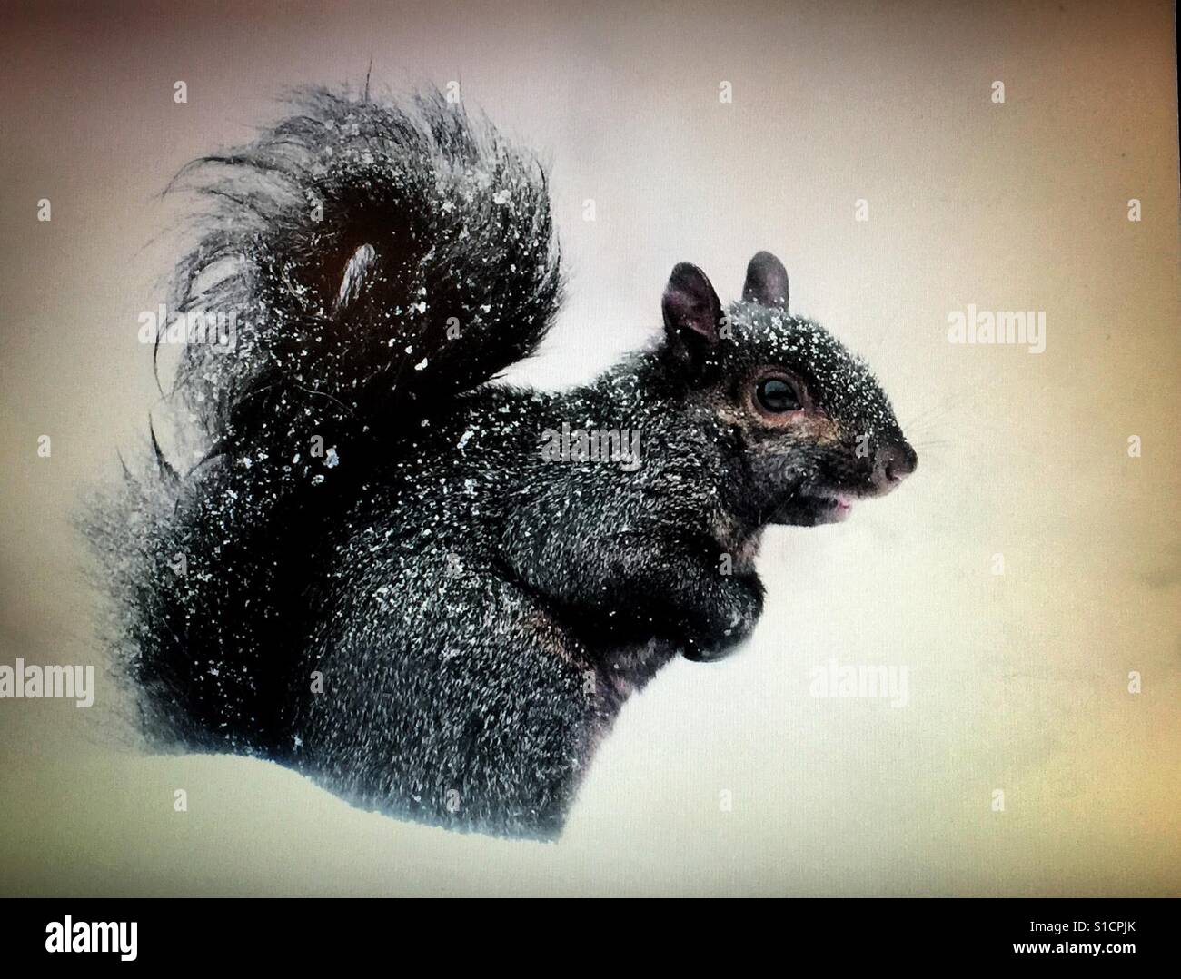 Schwarzes Eichhörnchen in einem Schneesturm Stockfoto