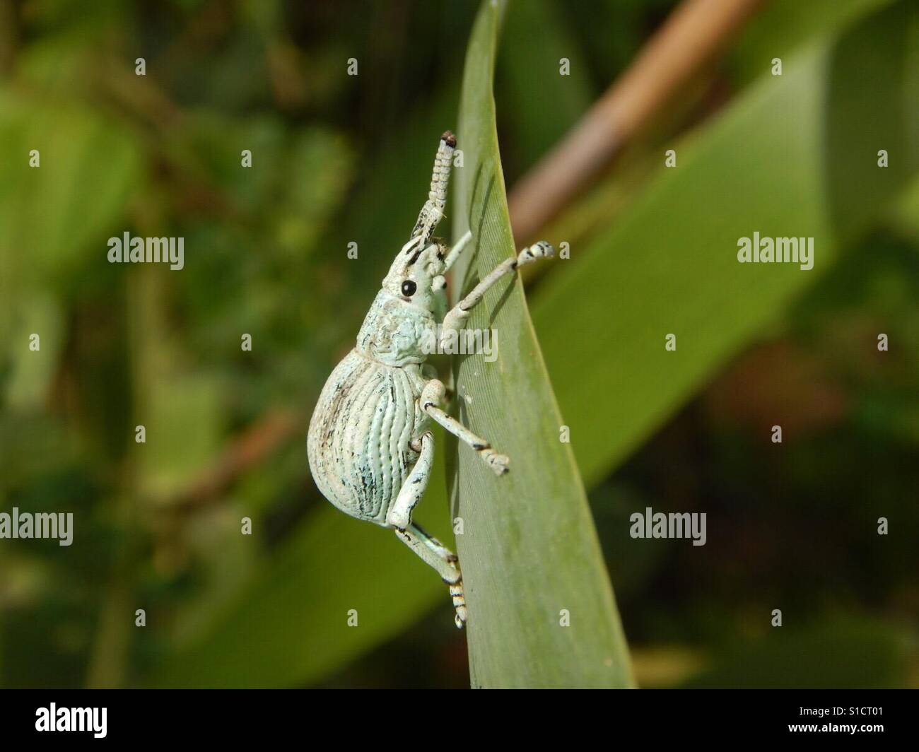 Rüsselkäfer Insekt am Blatt in Chiang Mai, Thailand. Stockfoto