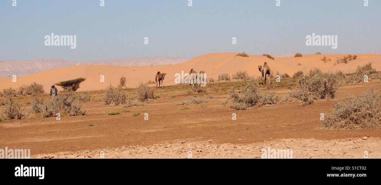 Beduinen Mann mit Kamelen in Jordanien Wüste. Stockfoto