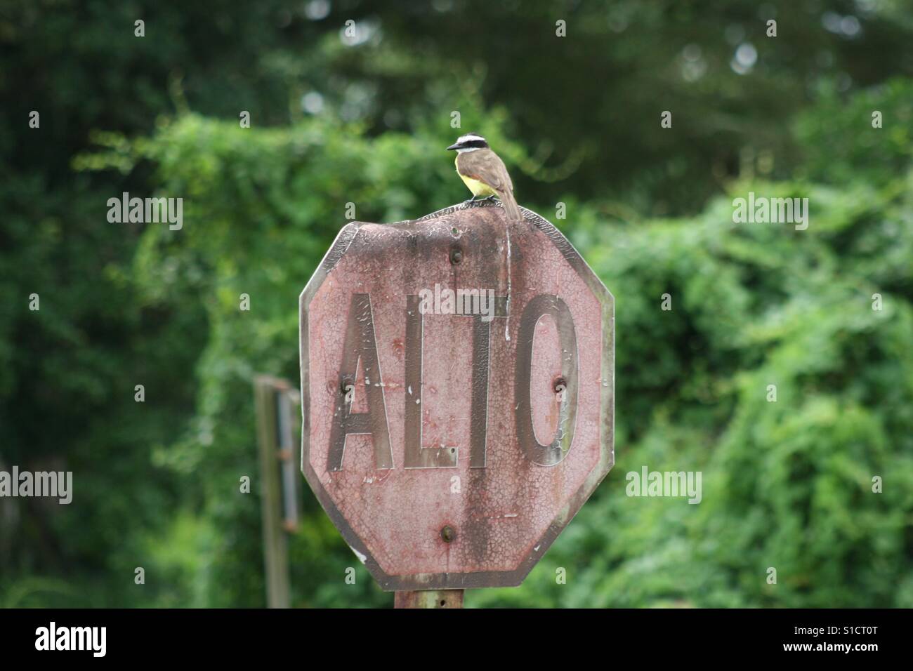 Fliegenfänger Vogel sitzt am Stop-Schild (alt) in Costa Rica. Stockfoto