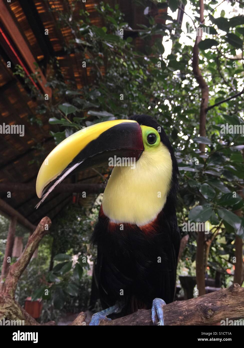 Tukan Vogel mit Zunge hängen in Costa Rica Zoo. Stockfoto