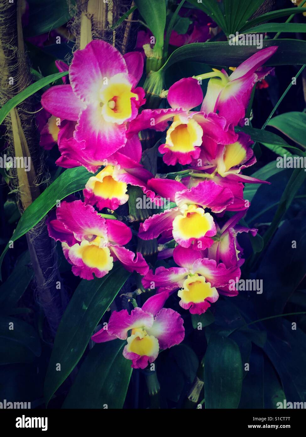 Fuschia Orchidee gewellte Blütenblätter, weiße Mitte Sprays und gelbe  Trompeten Stockfotografie - Alamy