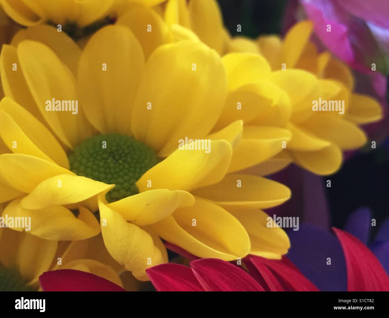 Gelbe Blumen in einem Blumenstrauß. Stockfoto