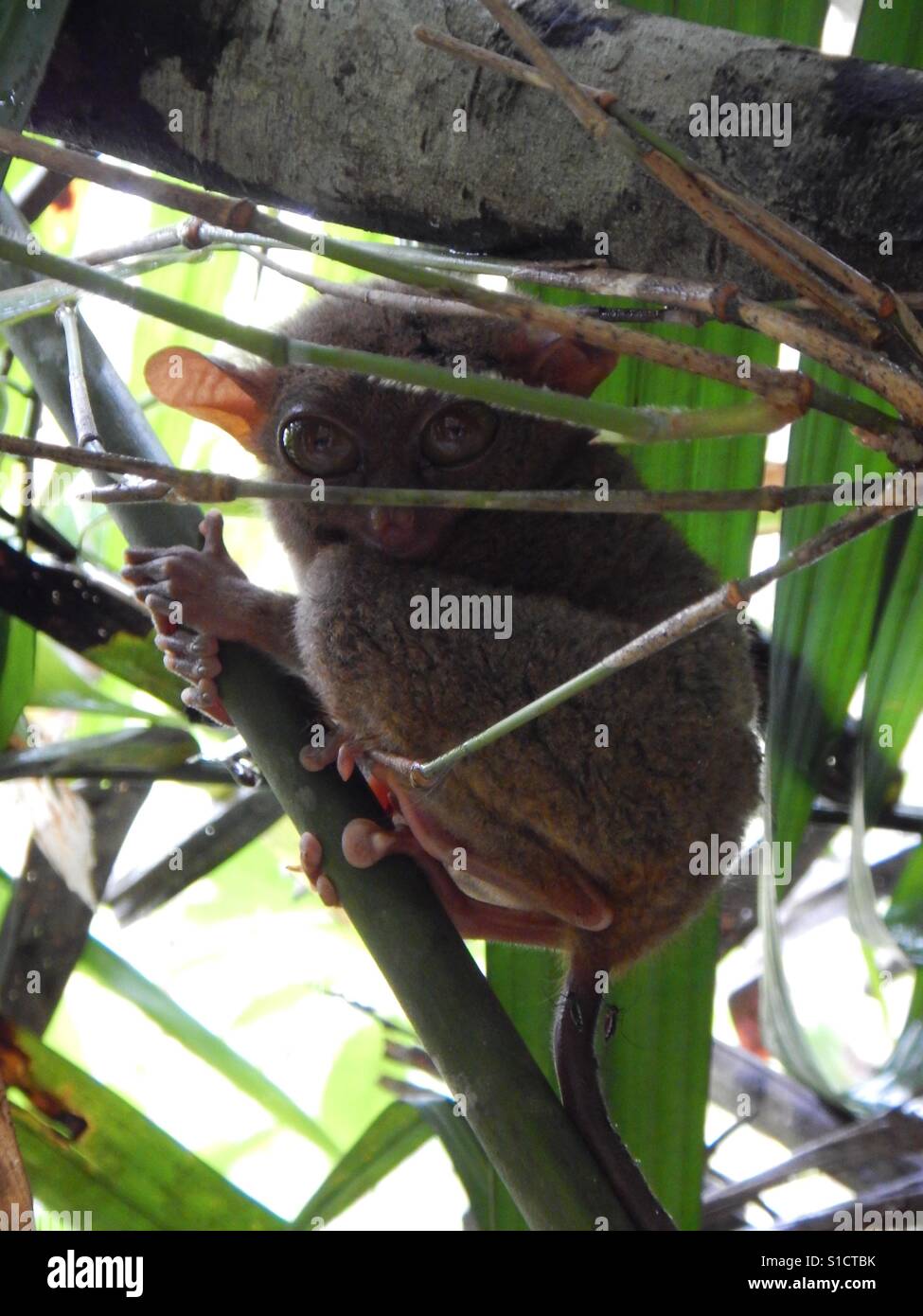Koboldmaki Primaten auf Bohol Island, Philippinen. Stockfoto