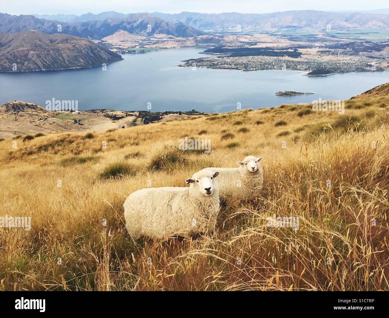 Schafe am Lake Wanaka in Neuseeland Stockfoto