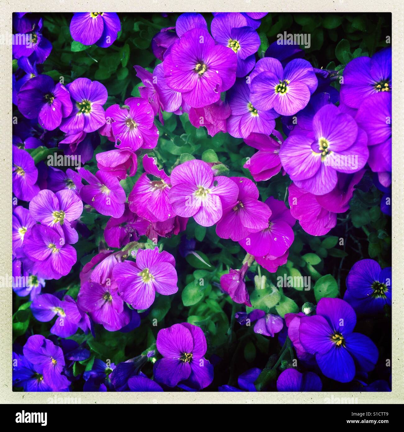 Aubrecia - Smartphone-aufgenommenes Stockfoto