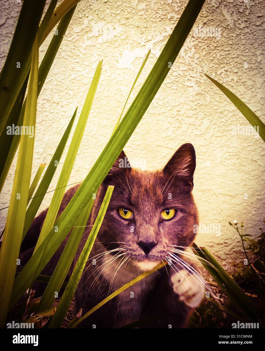 Ferrell Katze Stockfotos Und Bilder Kaufen Alamy