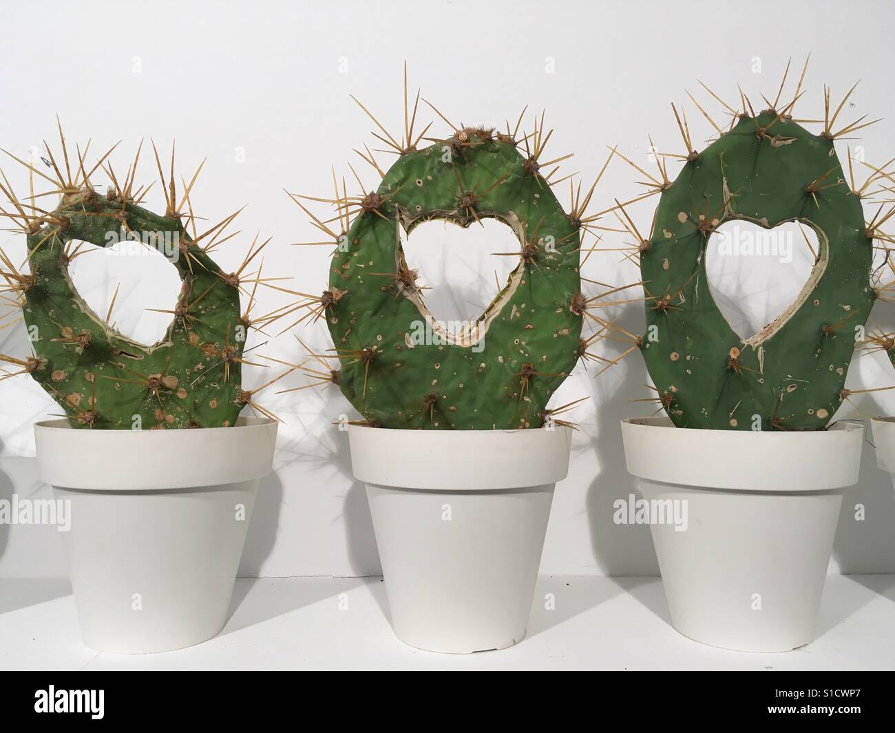 Liebe-Kaktus Stockfoto