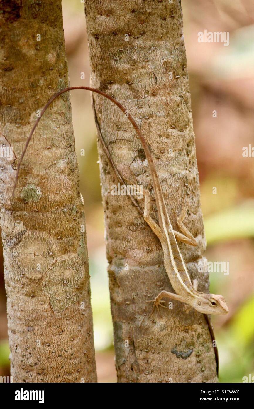 Eidechse auf Baum in der Provinz Krabi, Thailand. Stockfoto