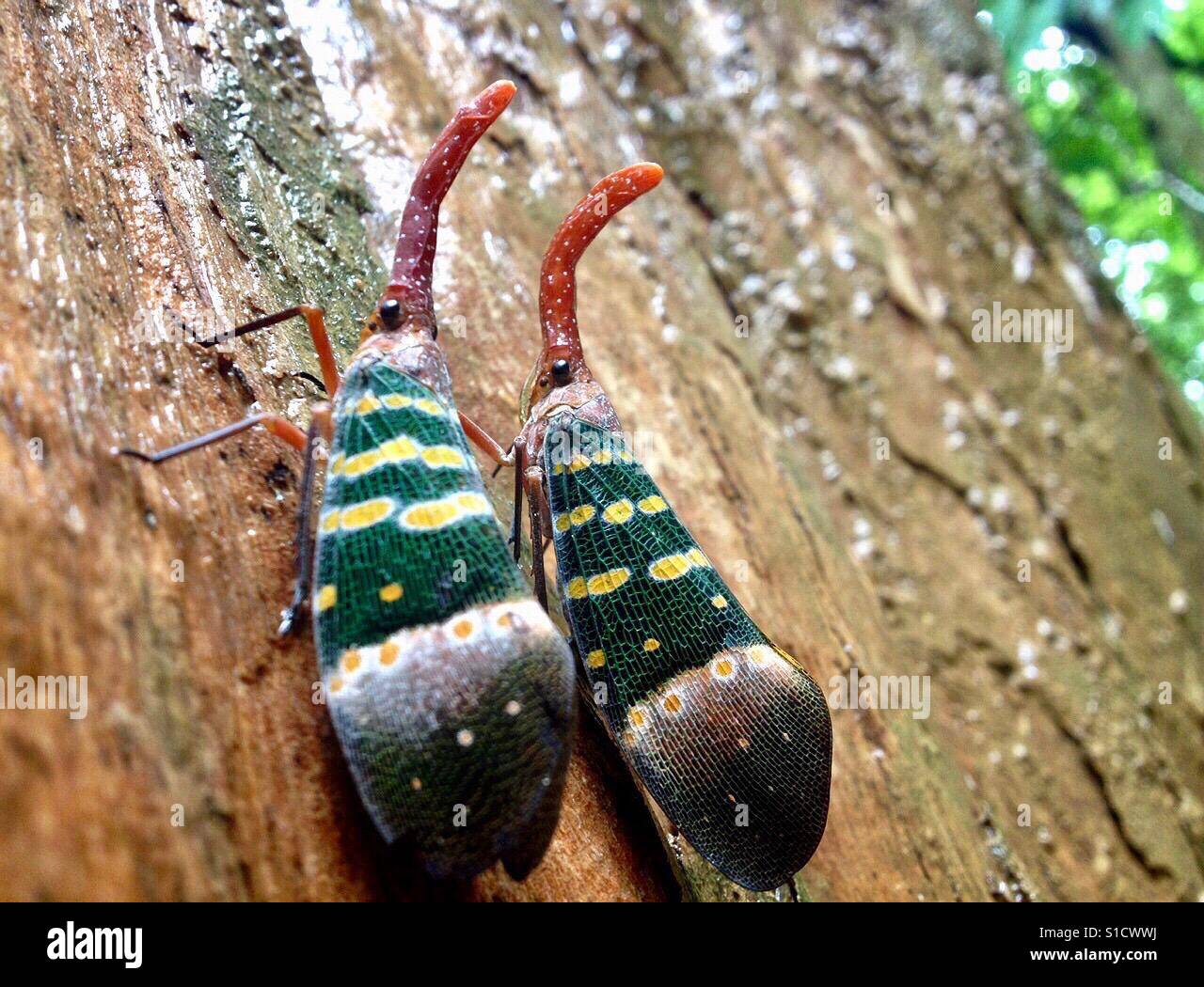 Laterne-Bug-paar auf Baum in der Provinz Krabi, Thailand. Stockfoto