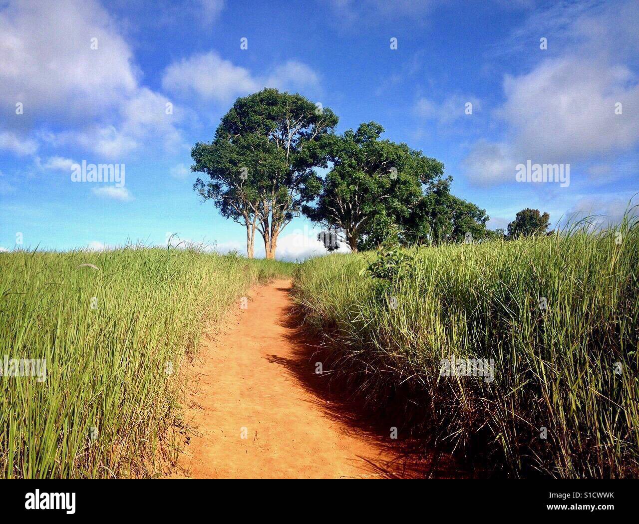 Wanderweg im Nationalpark Khao Yai, Thailand. Stockfoto