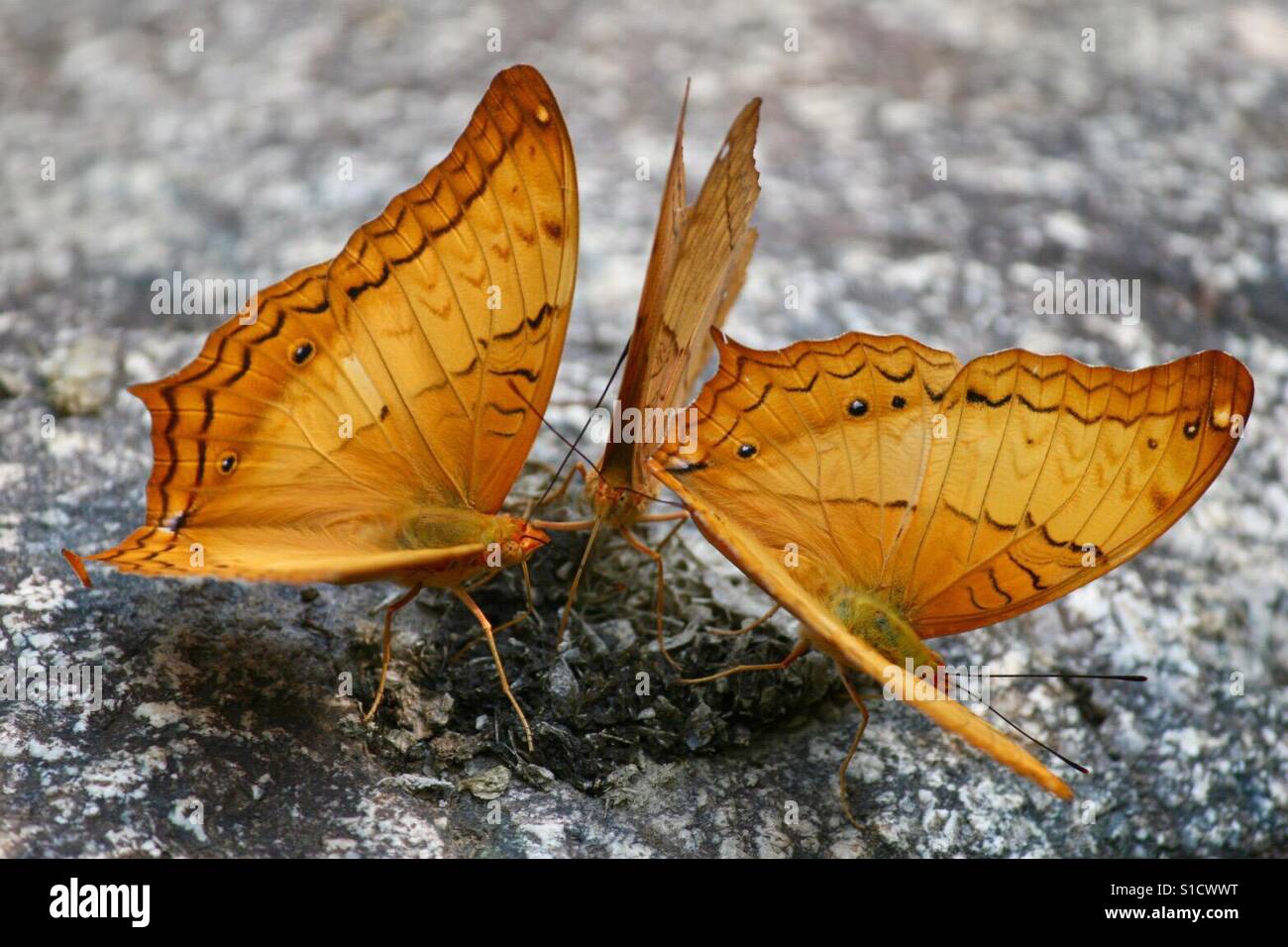 Schmetterlinge auf Felsen in Chiang Mai, Thailand zusammen. Stockfoto