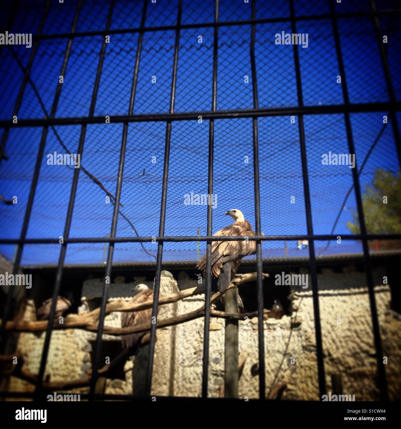 Ein Bussard steht hinter Gittern in einem Zoo in Jerez De La Frontera, Cádiz, Andalusien, Spanien Stockfoto