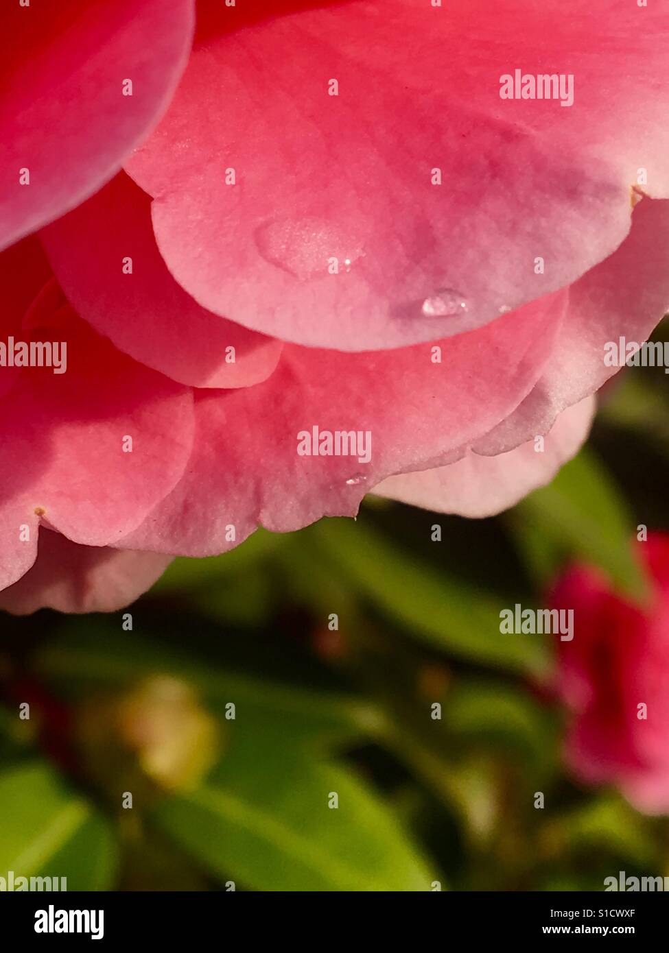 Nassen Blütenblatt der Frühlingsregen Stockfoto