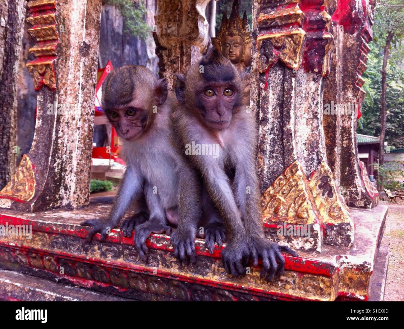 Makaken im Tempel in Krabi, Thailand. Stockfoto