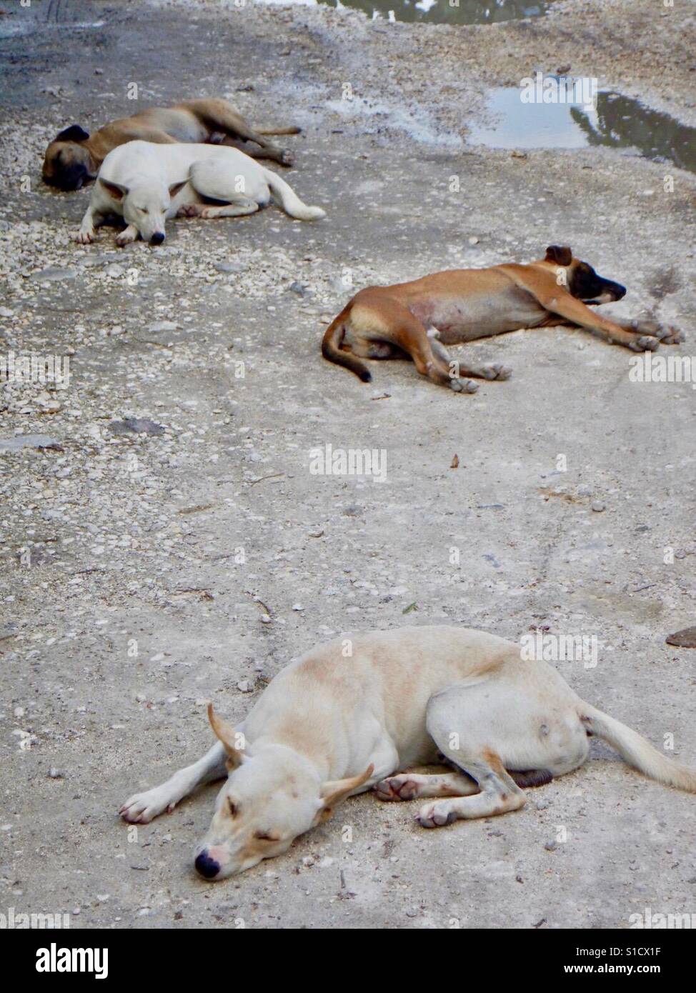 Faule Hunde in Philippinen. Stockfoto