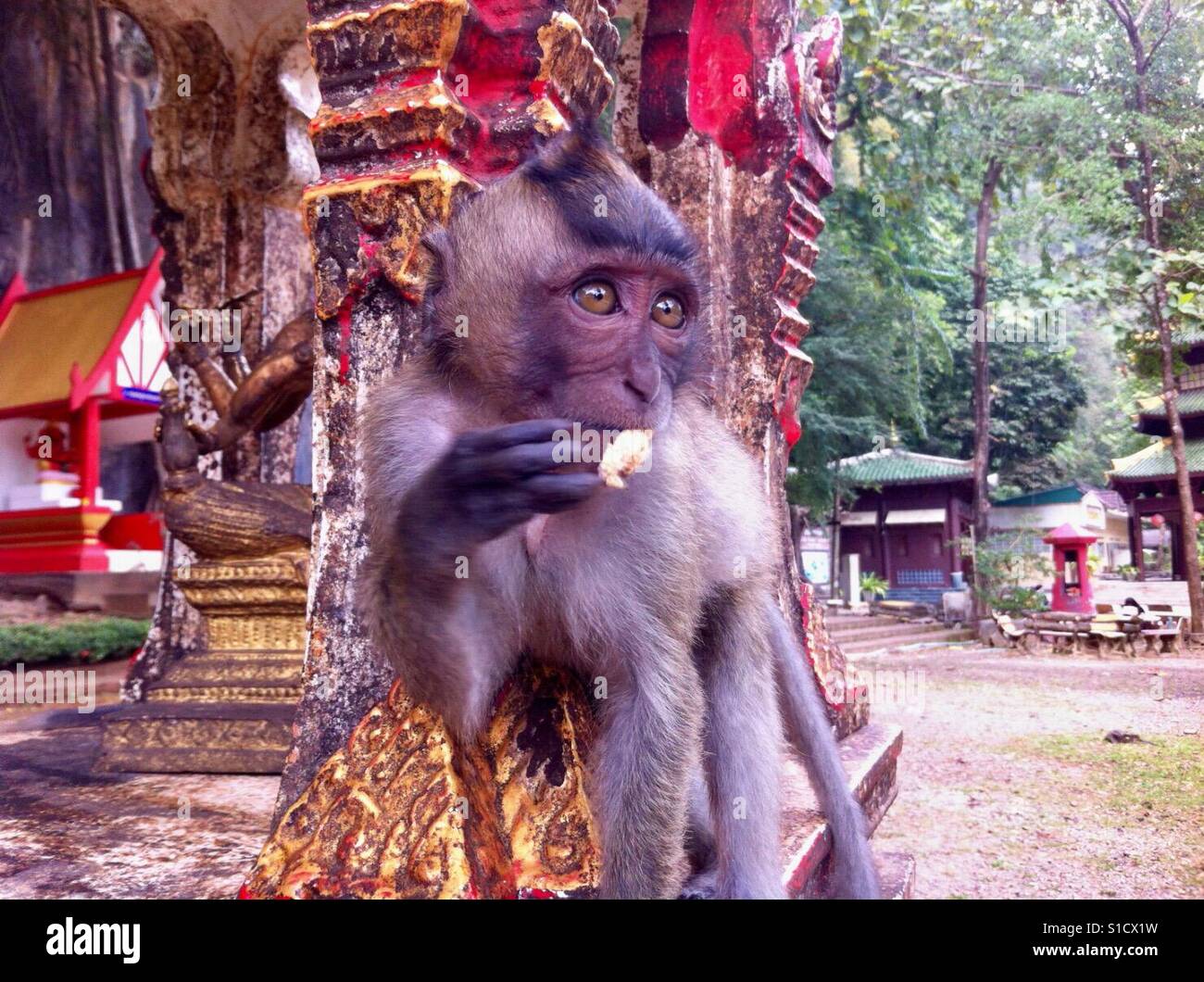 Hungrige Makaken-Affen mit Mohawk im Tempel in Krabi, Thailand. Stockfoto
