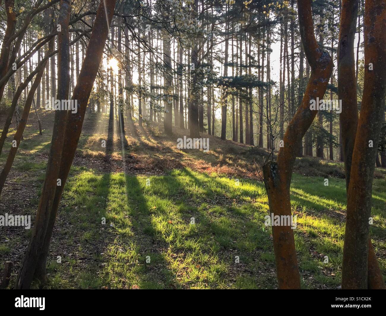 Morgendämmerung im Windsor great park Stockfoto