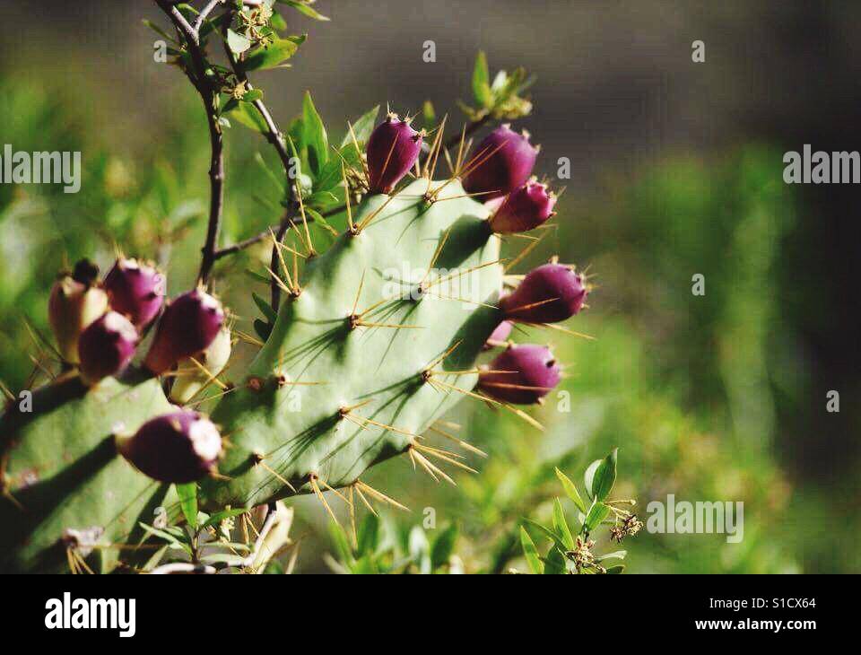 Kaktus mit Blumen Stockfoto