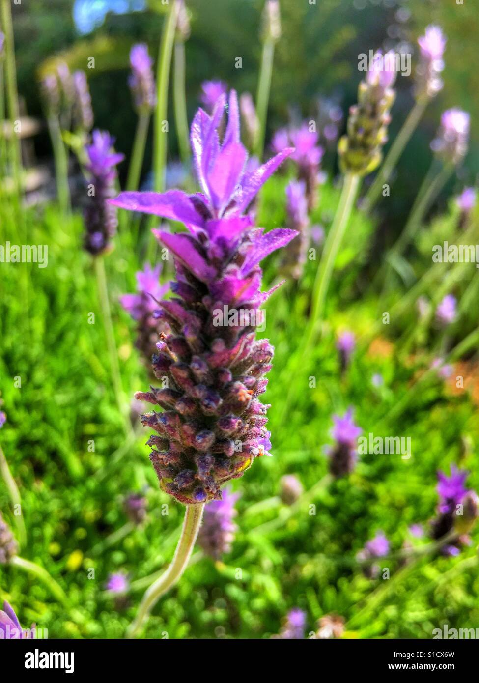 Lavendel, in Blüte - Smartphone-aufgenommenes Stockfoto