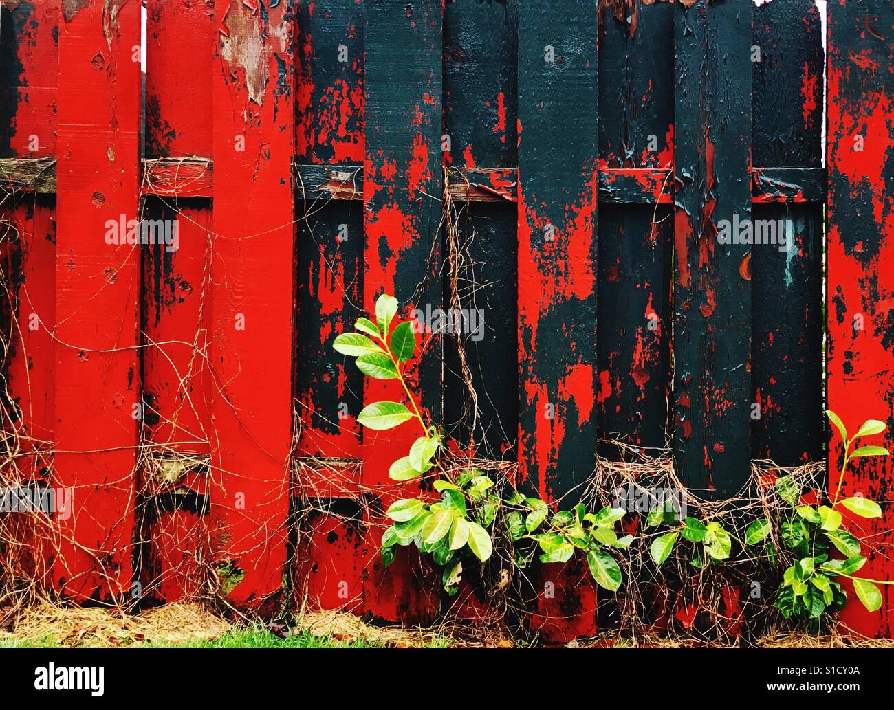 Verwitterter Holzzaun mit notleidenden rote und grüne Farbe (Regen) Stockfoto