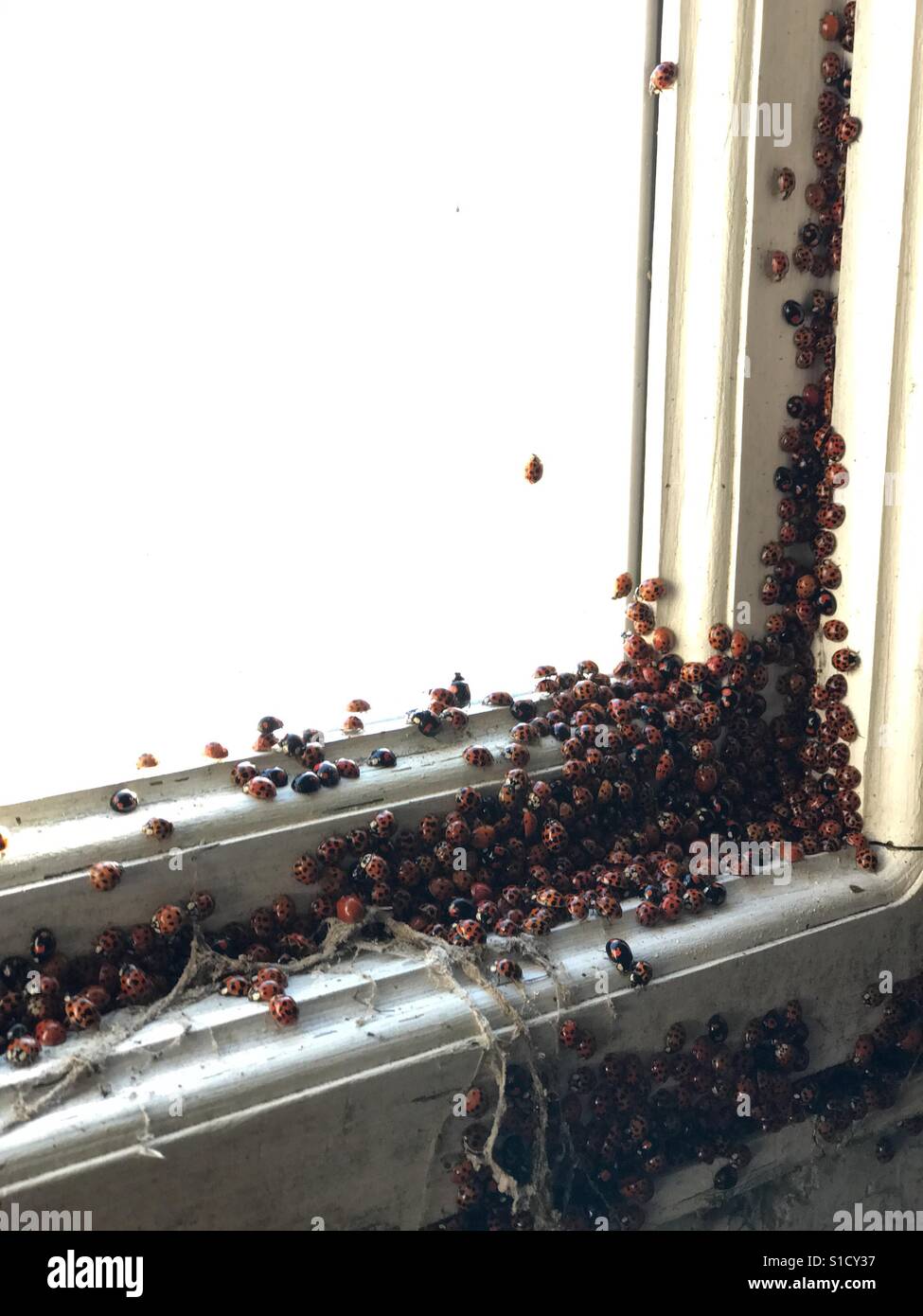 Ladybug Nest Stockfotos Ladybug Nest Bilder Alamy