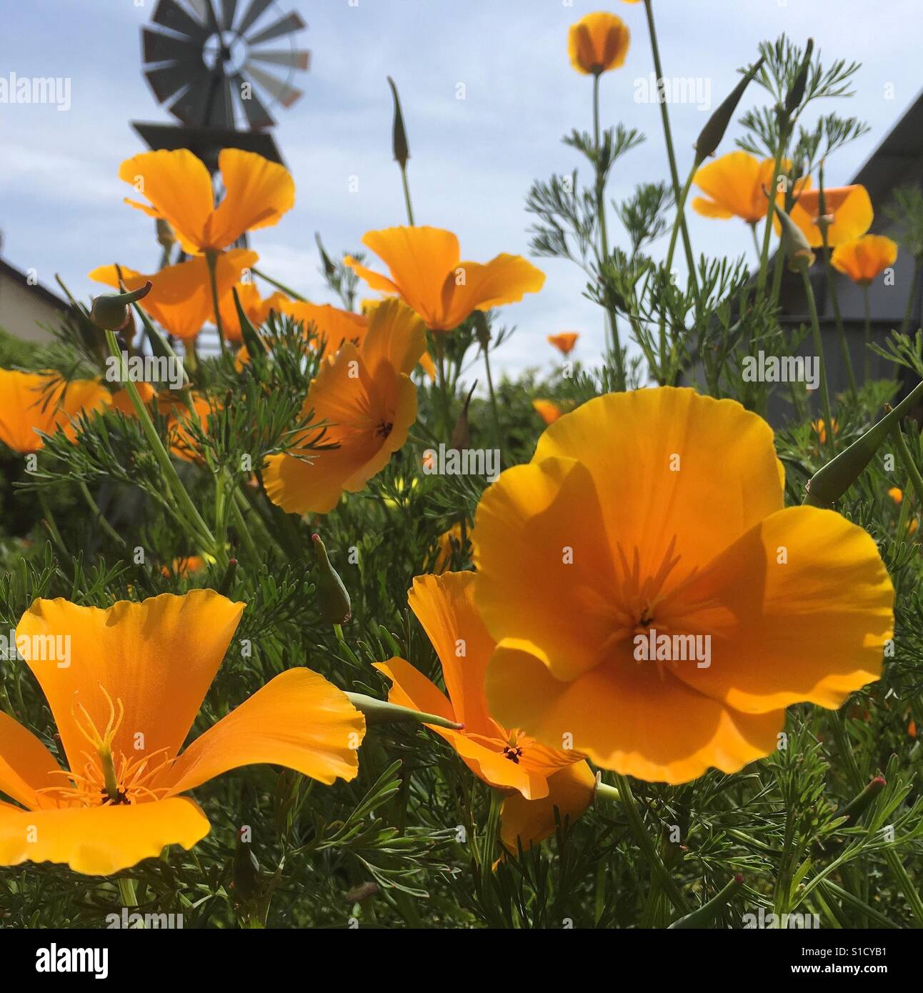 California Poppies im Frühjahr Stockfoto