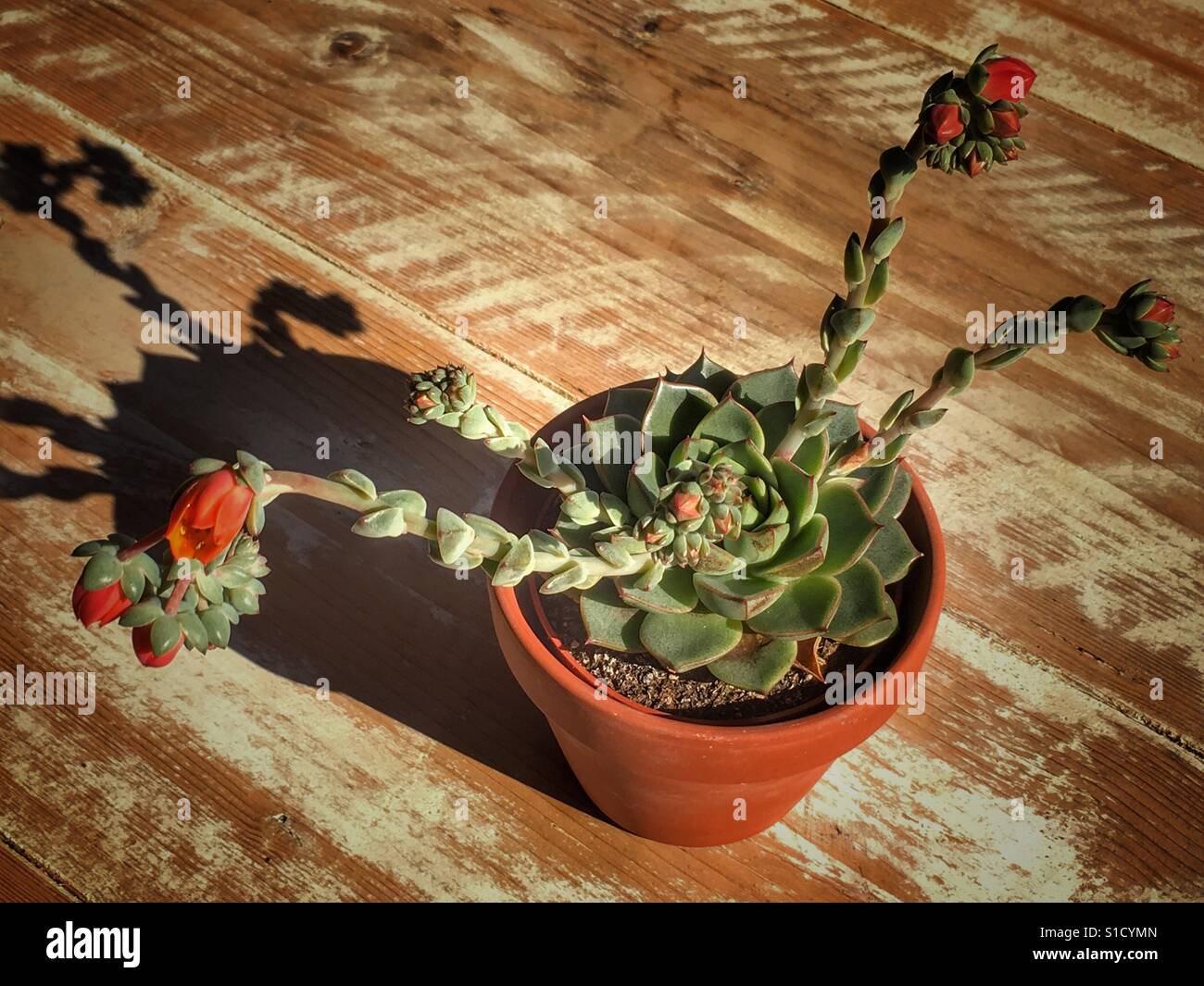 Saftige, architektonische Anlage mit orangen Blüten Stockfoto