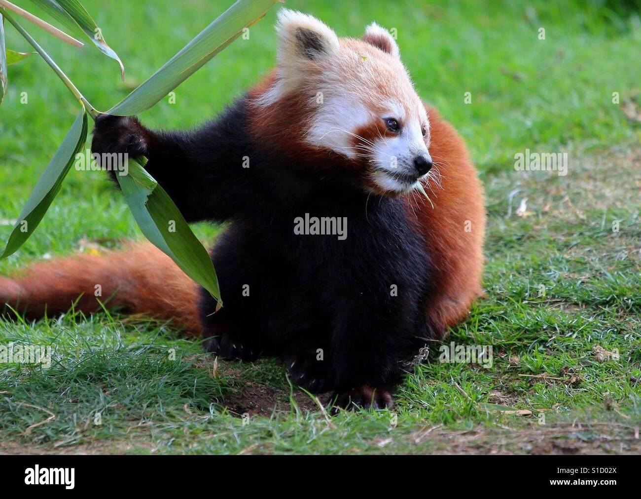 Süße rote Panda Essen Stockfoto