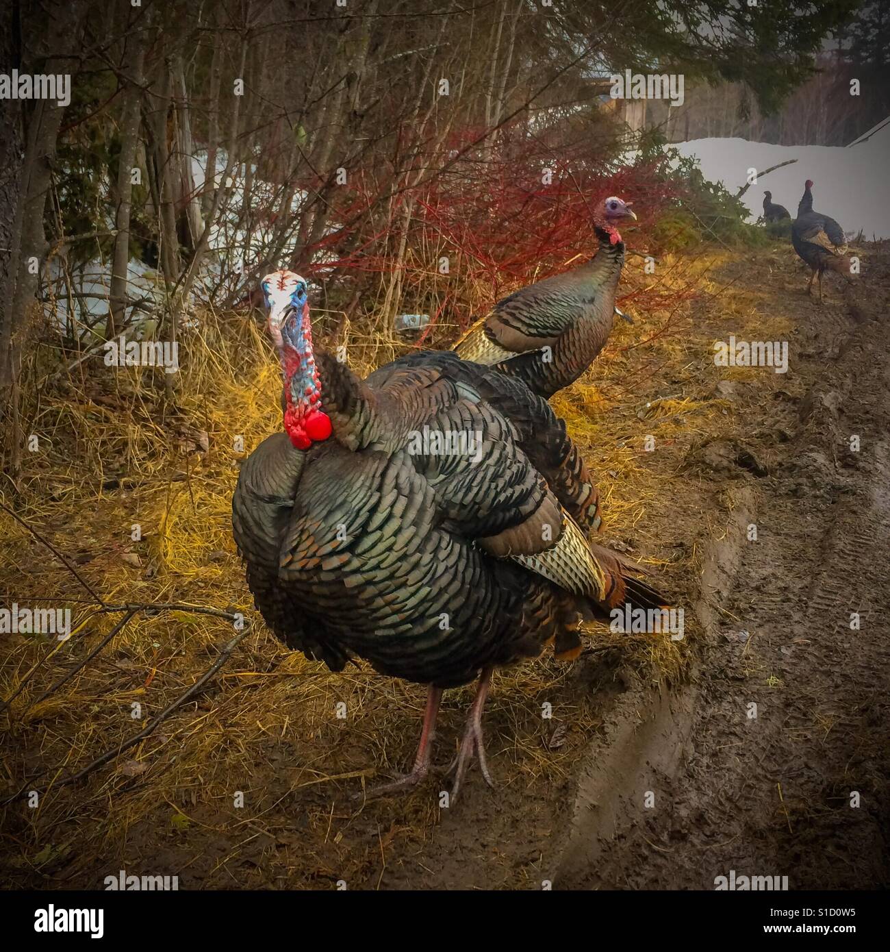 Tom-Türkei und seine Hennen Stockfoto