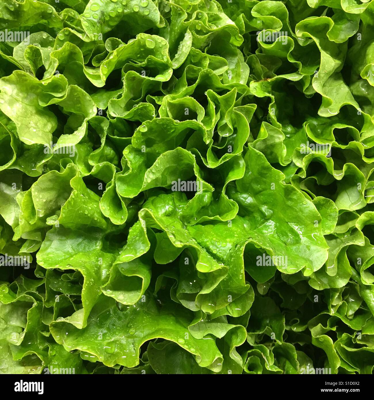 Nassen frischem Salat Stockfoto