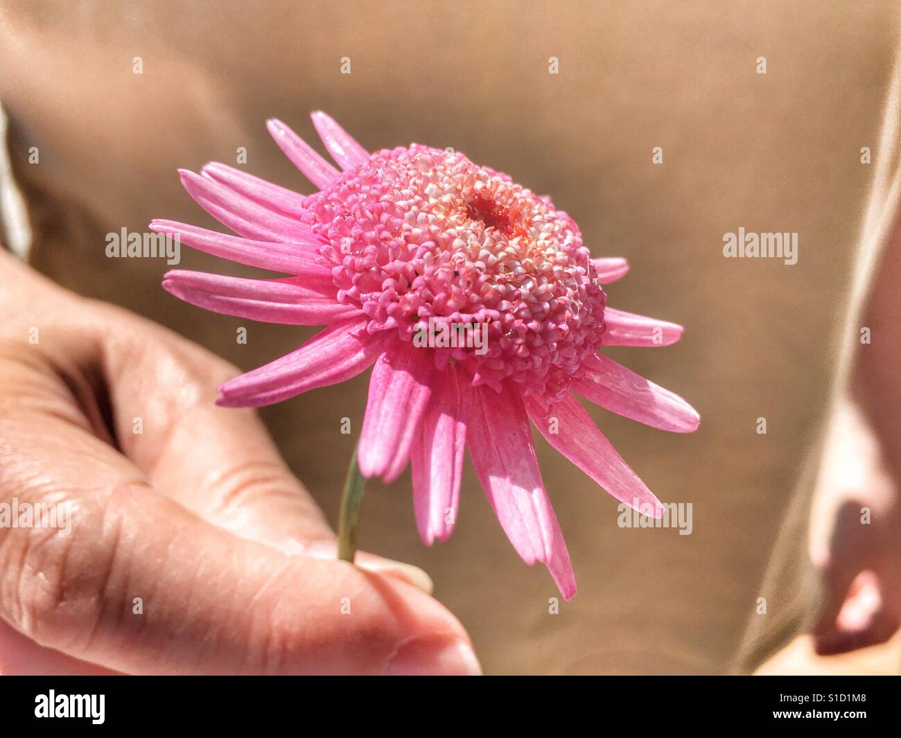 Frau mit rosa Marguerite Blume - Smartphone-aufgenommenes Stockfoto