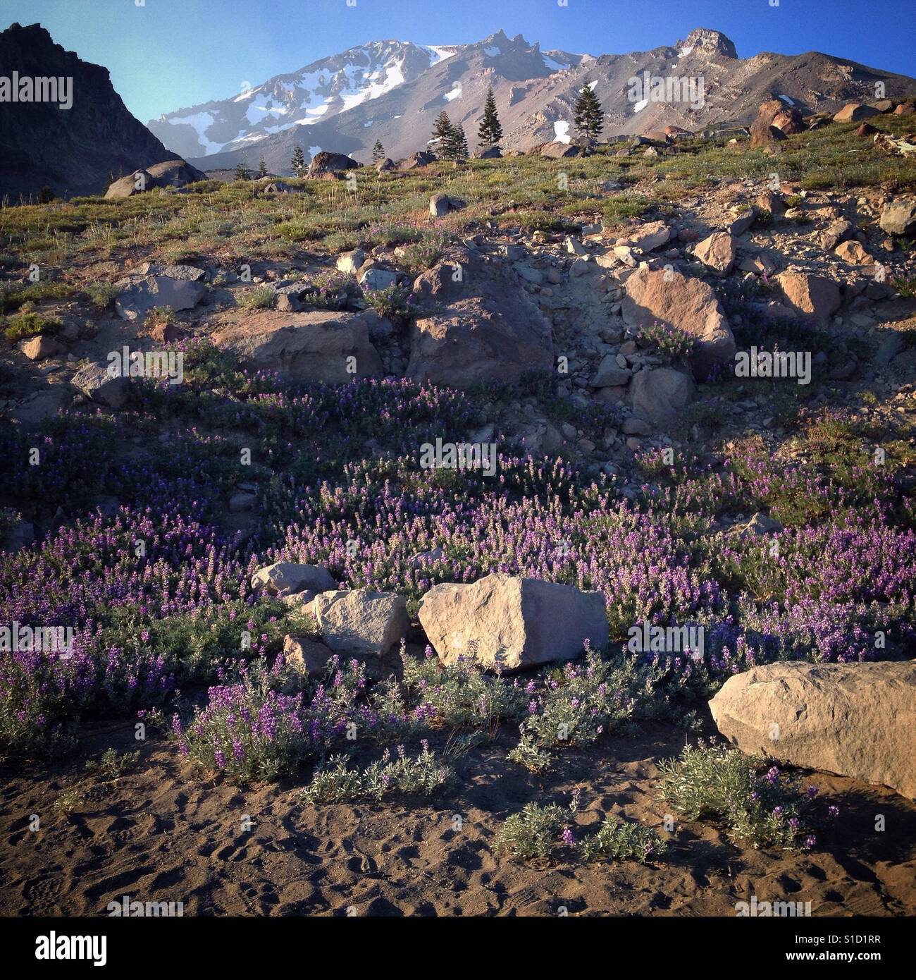 Nachmittags Blick auf den Mt. Shasta aus Bunny Flat in Kalifornien. Stockfoto