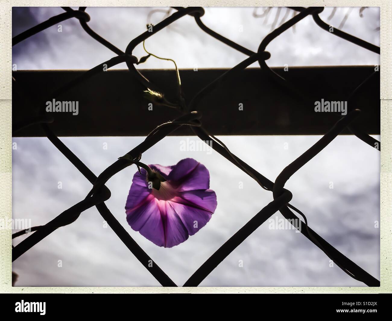 Einsame lila Ranke Blume isoliert zwischen Kette verknüpften Zaun gegen den Himmel im Frühjahr Stockfoto