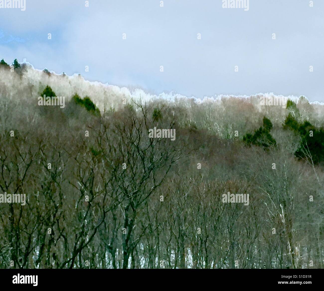 Evergreens, die Akzentuierung Birkenwald mit tief hängenden Wolken und Schnee Stockfoto