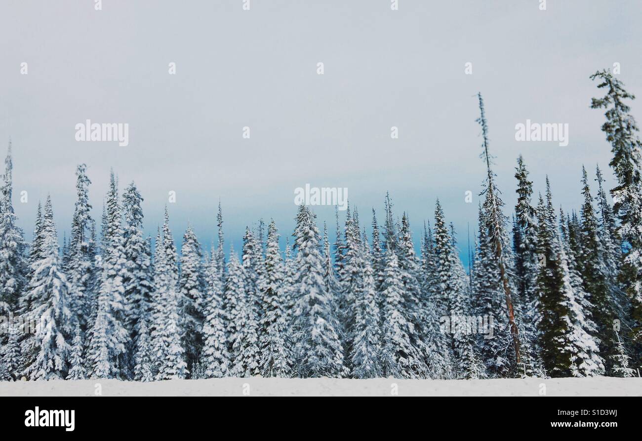Line-up von Schnee bedeckt immergrüne Bäume. Am Rande eines Waldes, alpine. Pastellfarben. Platz für Kopie. Stockfoto