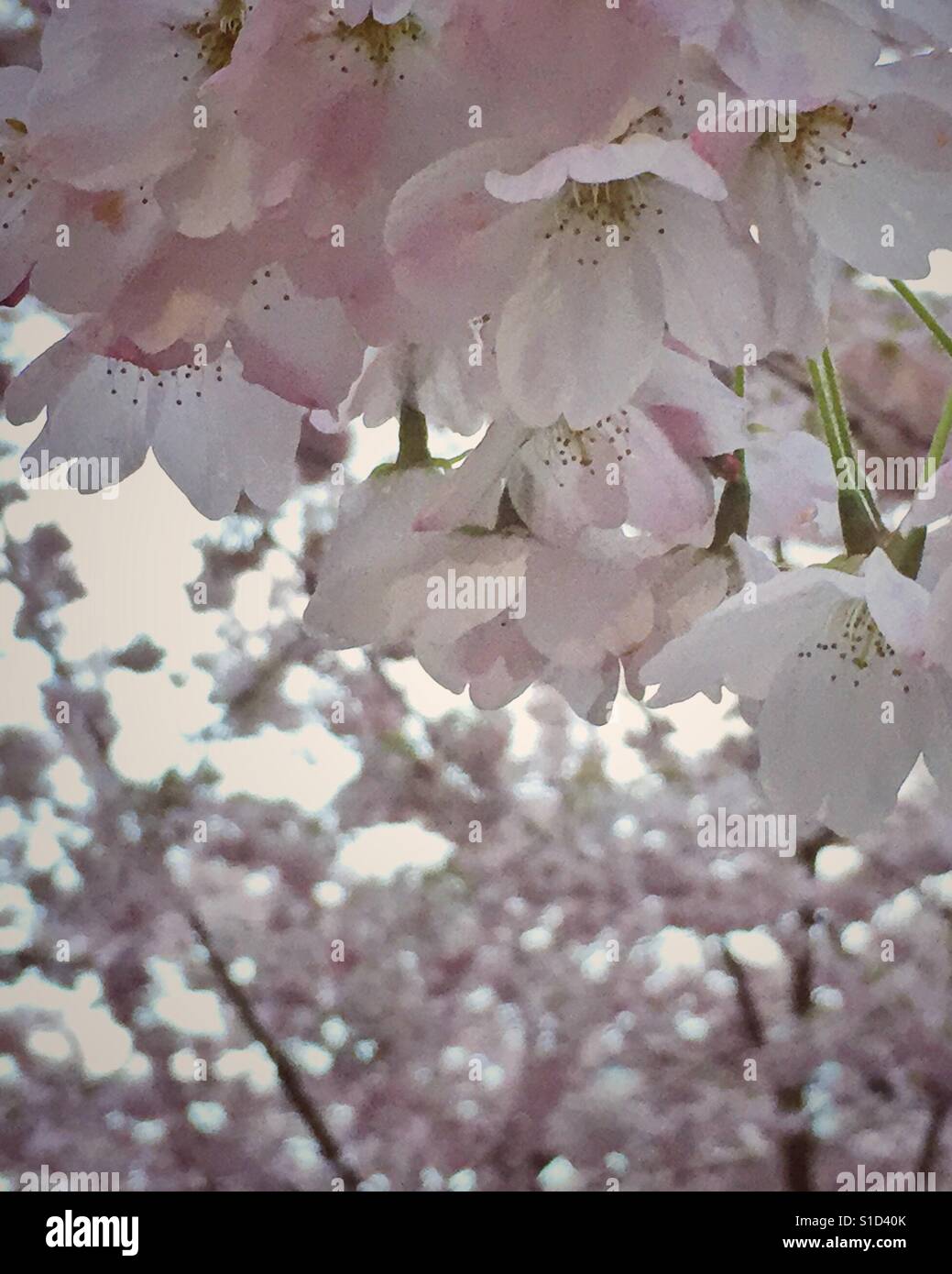 Zarte Blütenblätter der Kirschblüte bei bewölktem Himmel. Stockfoto