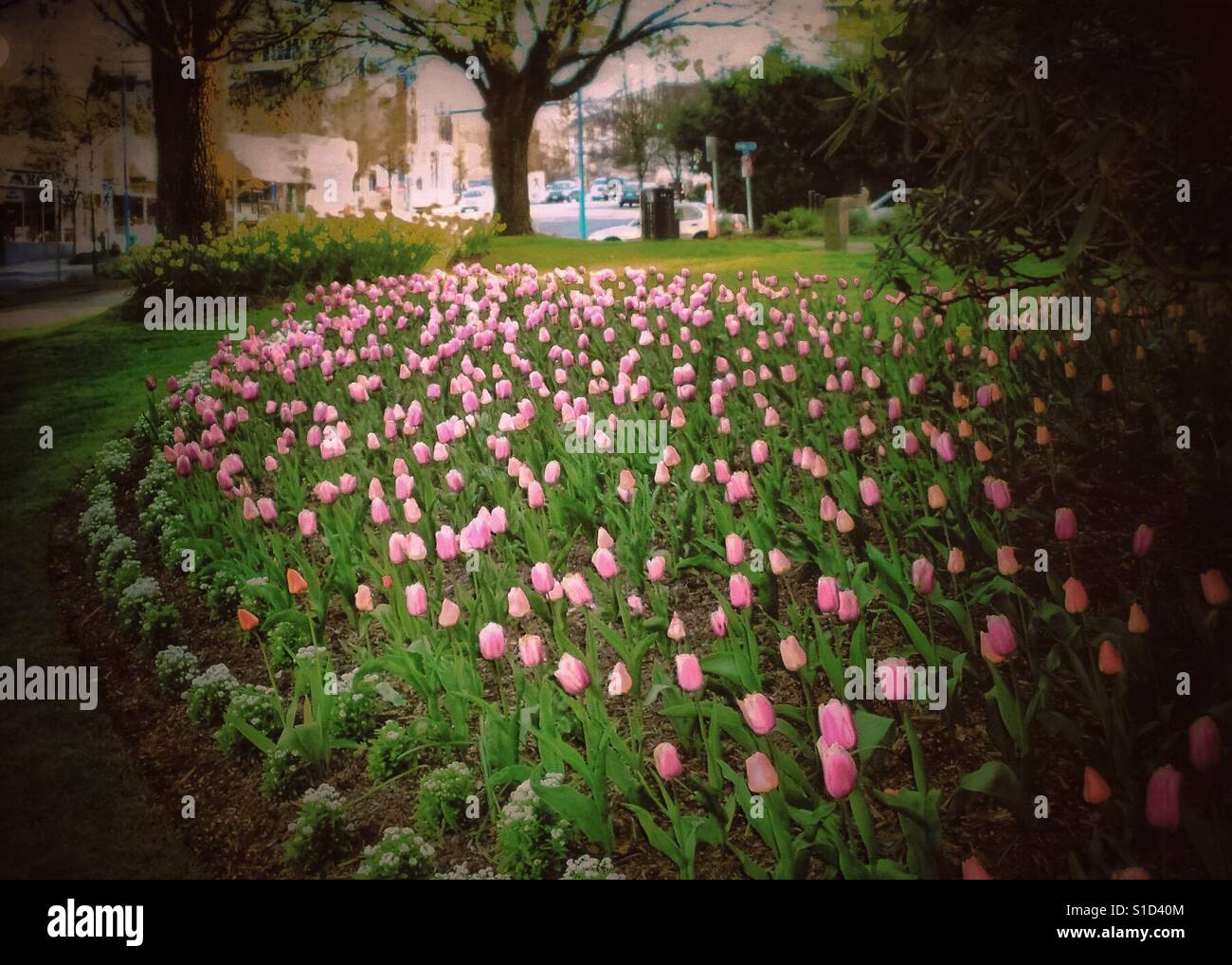 Schöne Arbeit der Gartenarbeit im Park zeigt rosa Tulpen im Frühling. Stockfoto