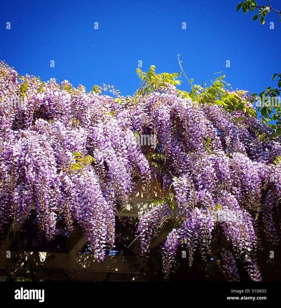 Jedes Jahr finden sich Glyzinien in den Frühlingsmonaten März, April und Mai in ganz Berkeley, Kalifornien. - Smartphone-aufgenommenes Stockfoto
