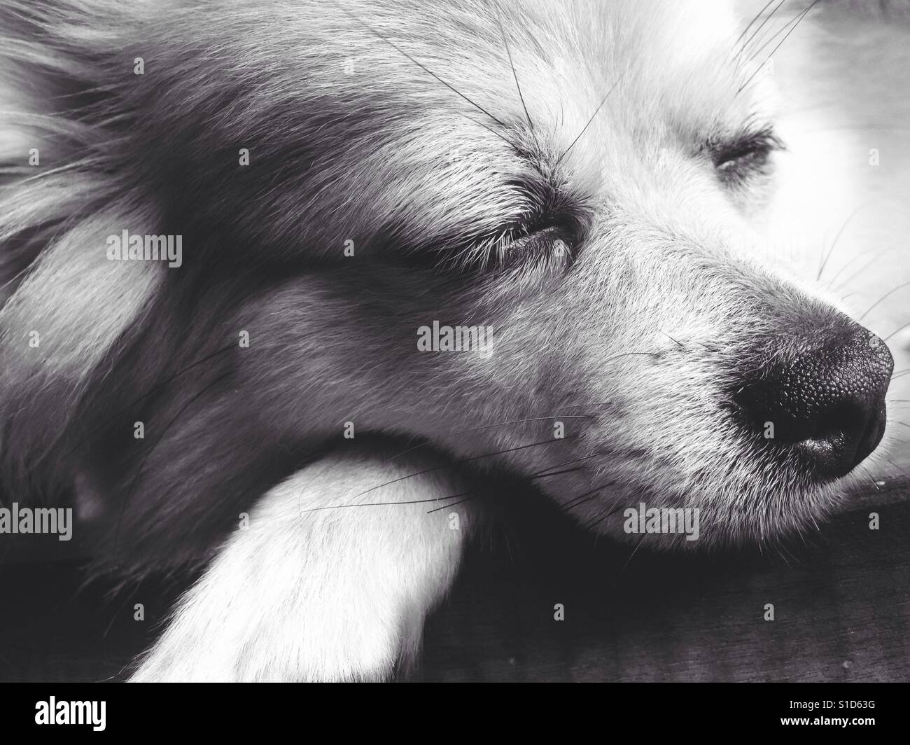 Das schlafende Gesicht der Chihuahua Langhaar-Hund Stockfoto